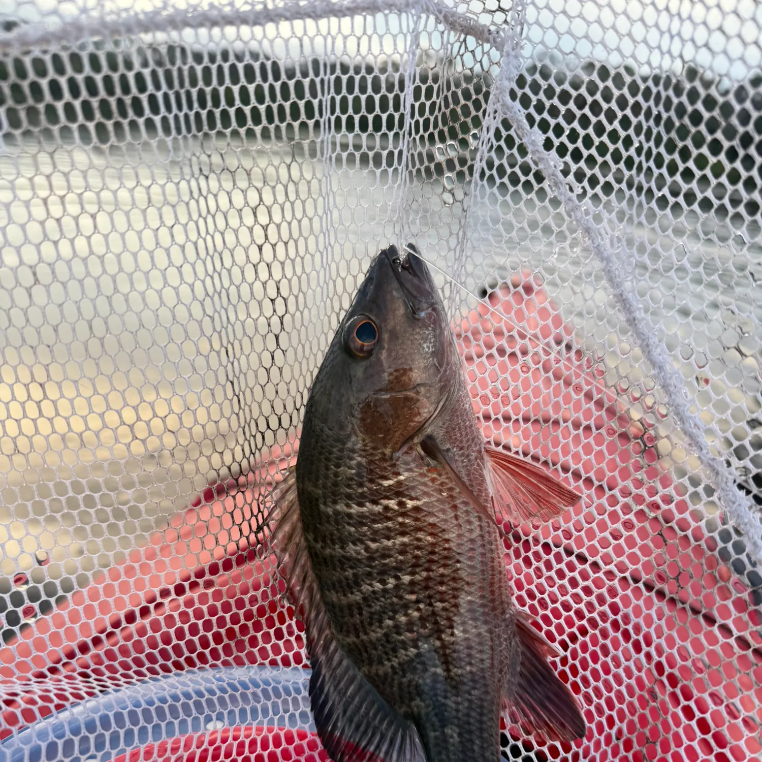 Mangrove snapper caught on Fishbrain