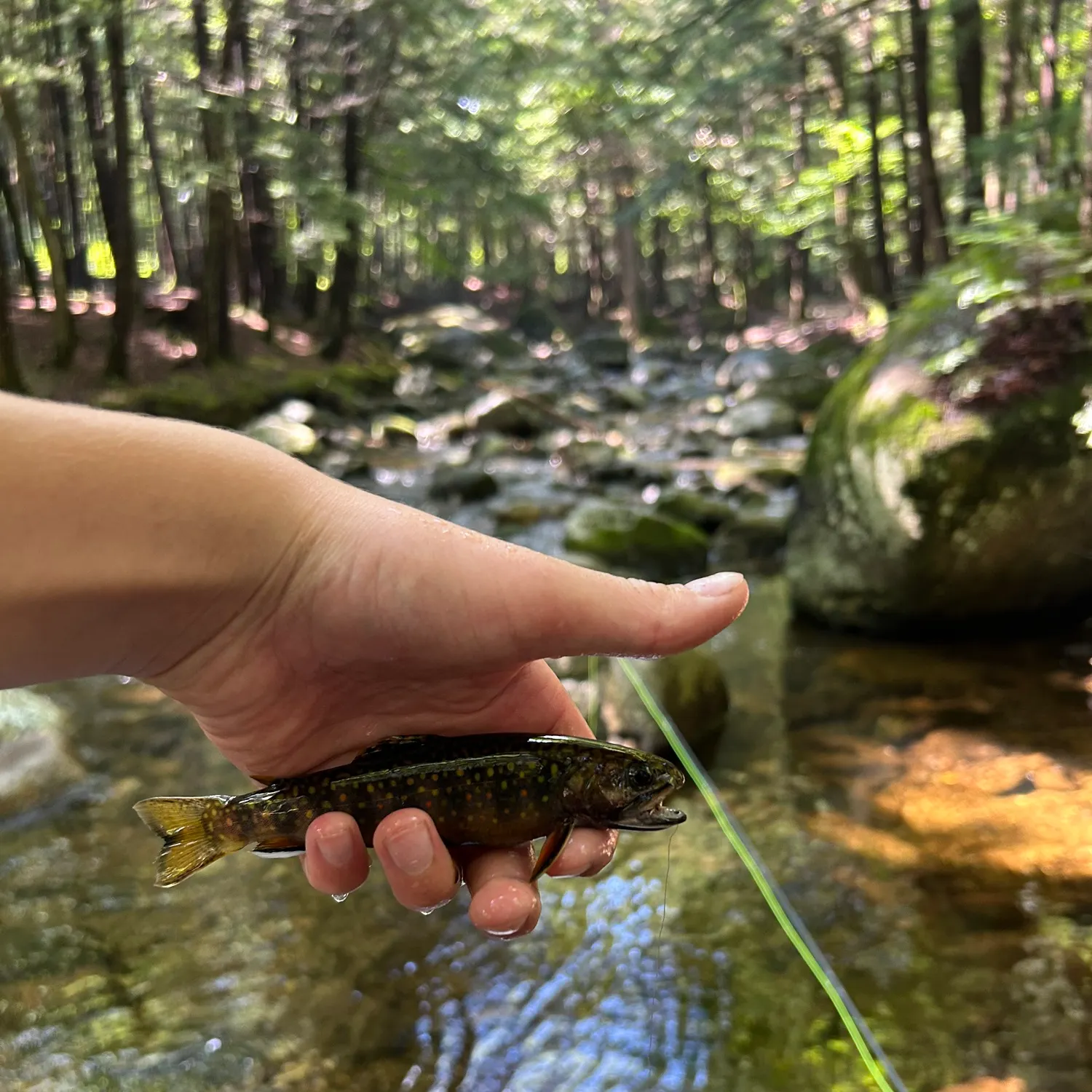 Brook trout caught on Fishbrain