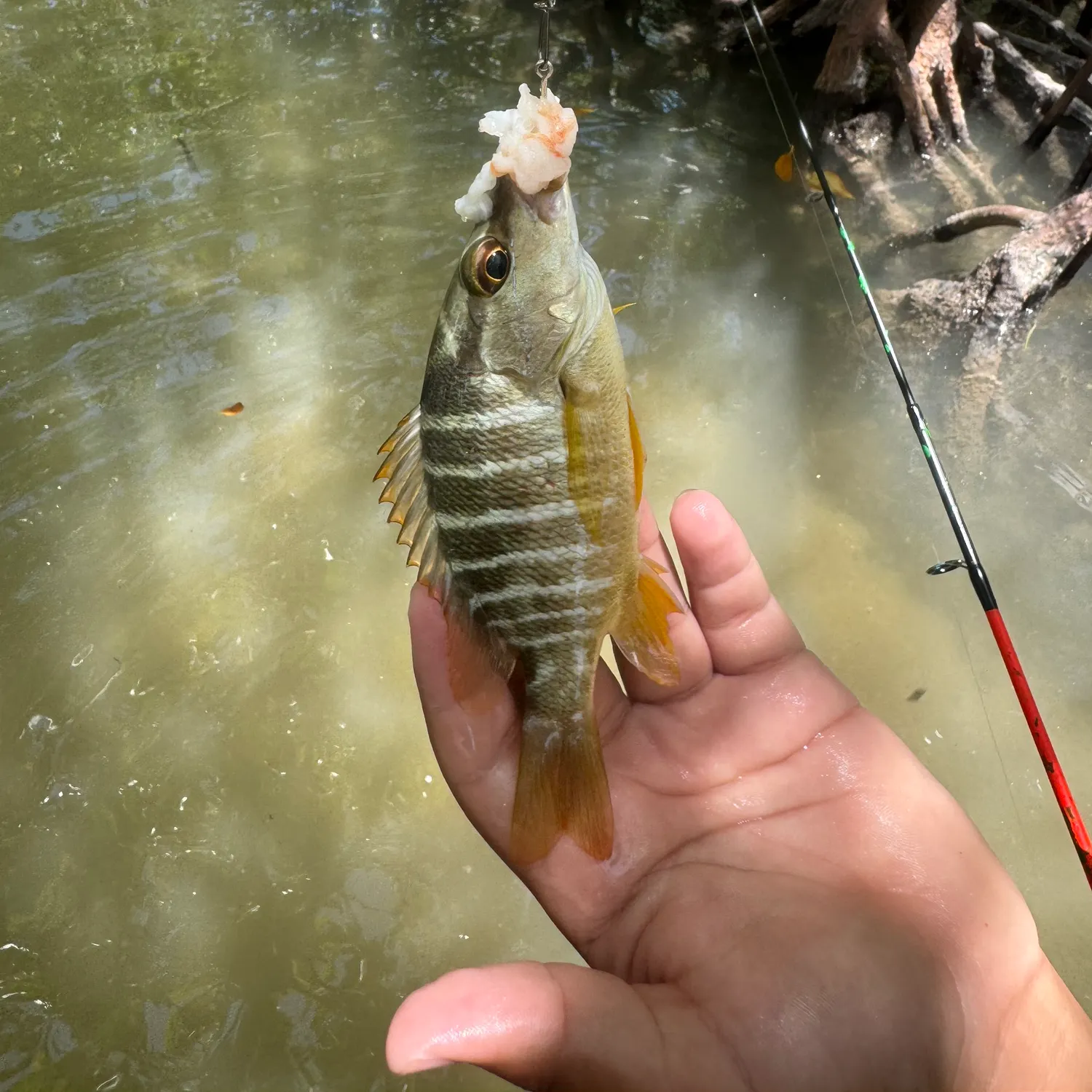 The most recent Schoolmaster snapper catches on Fishbrain