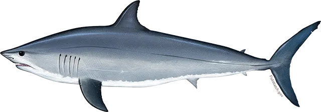 Shortfin mako shark