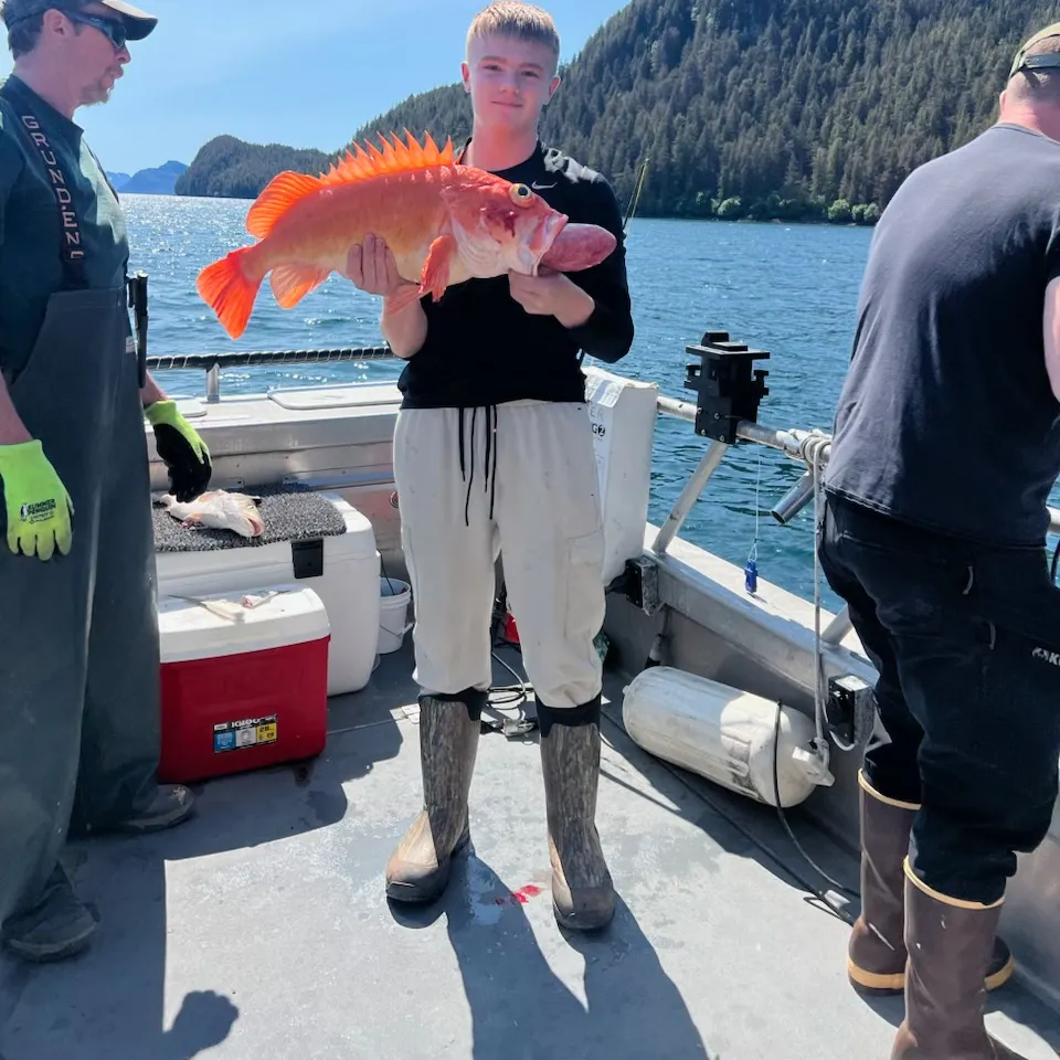 The most recent Yelloweye rockfish catches on Fishbrain