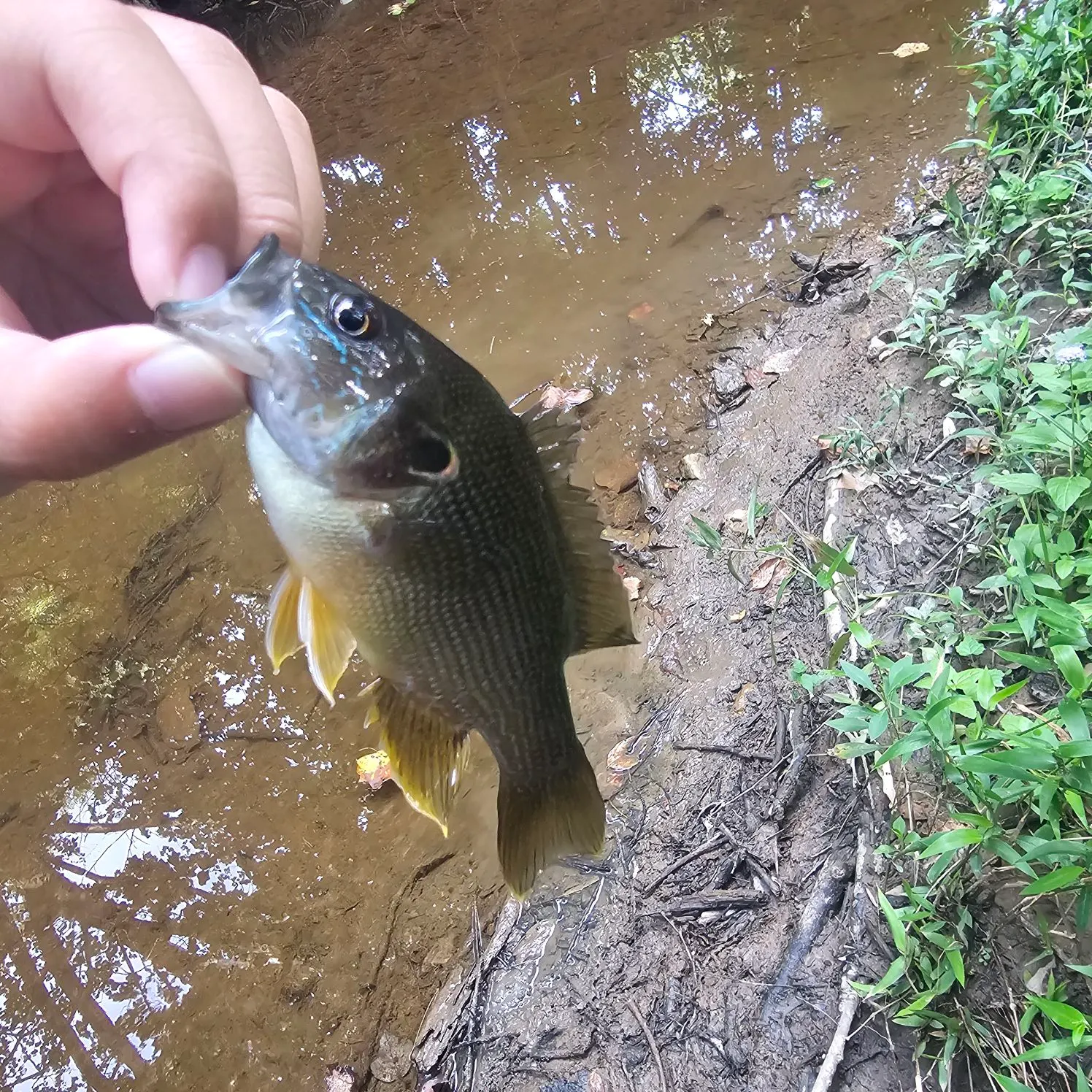Green sunfish caught on Fishbrain