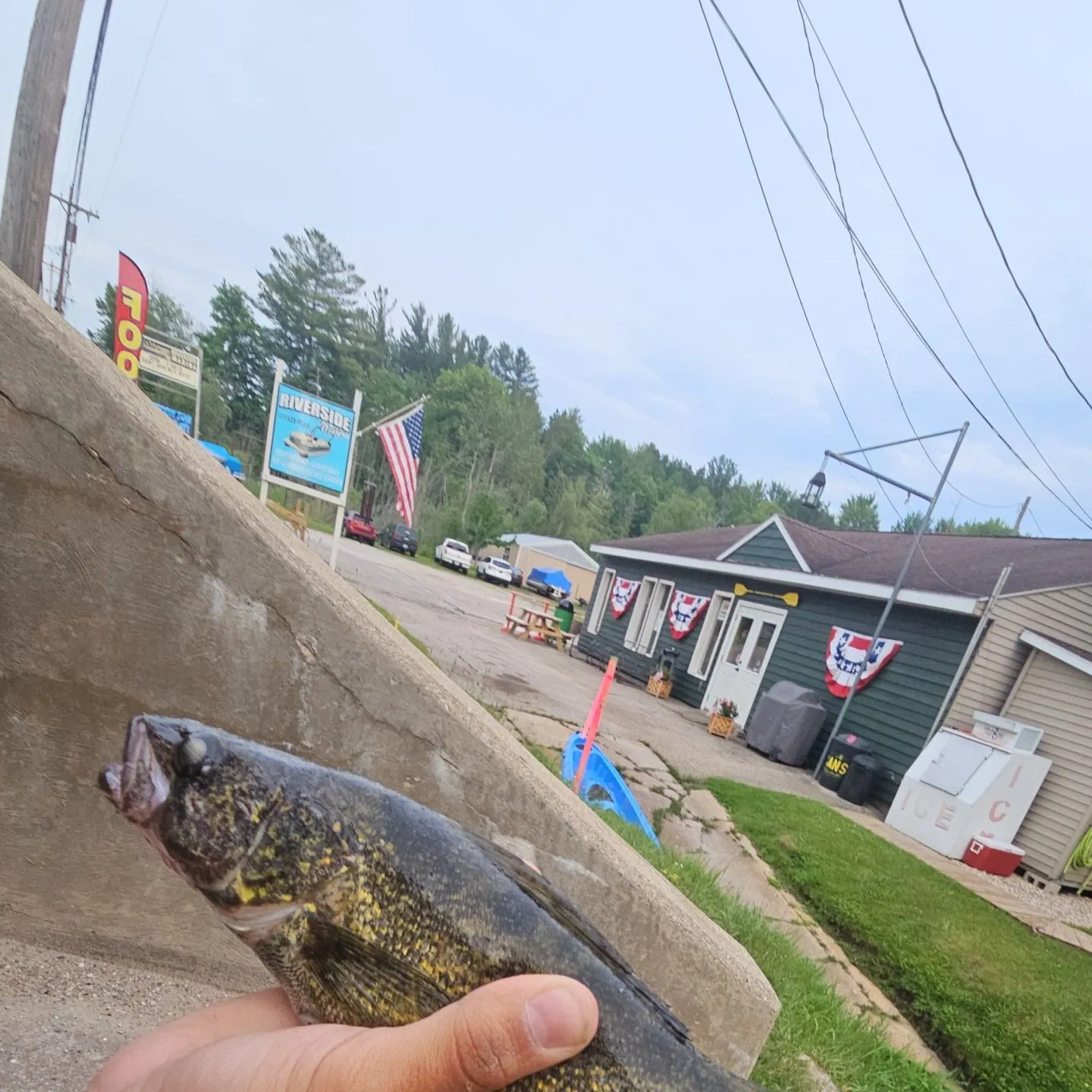 The most recent Sauger catches on Fishbrain