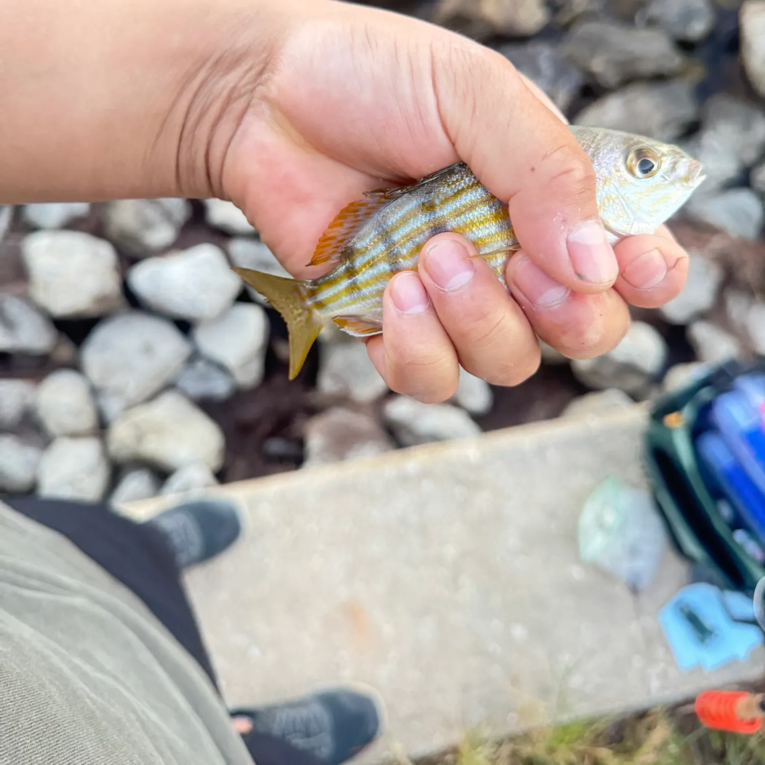 catch