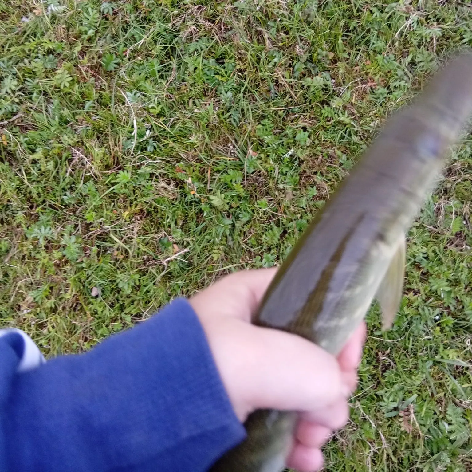 Fish caught on Fishbrain