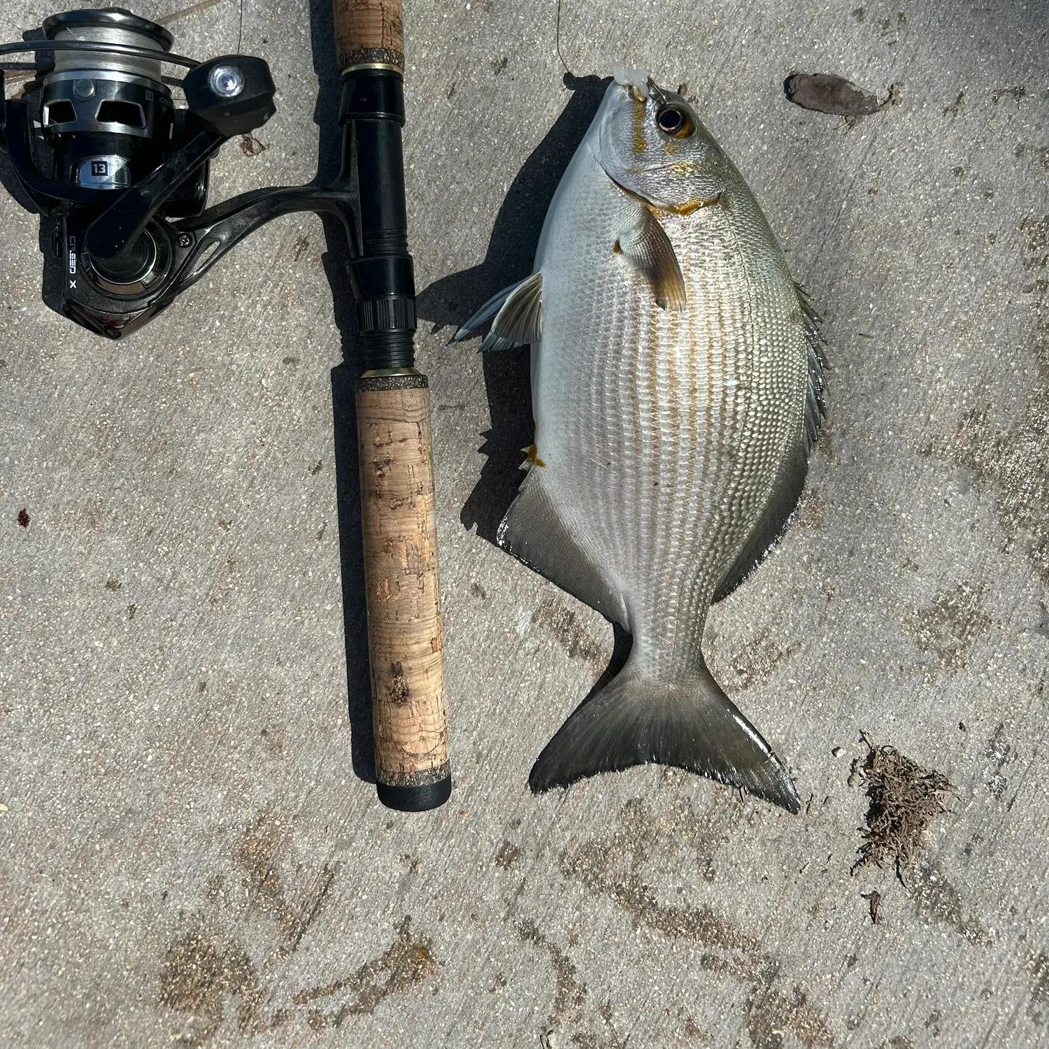 The most recent Bermuda sea chub catches on Fishbrain