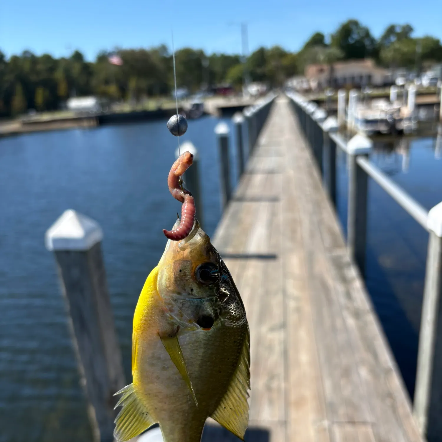 Bluegill caught on Fishbrain