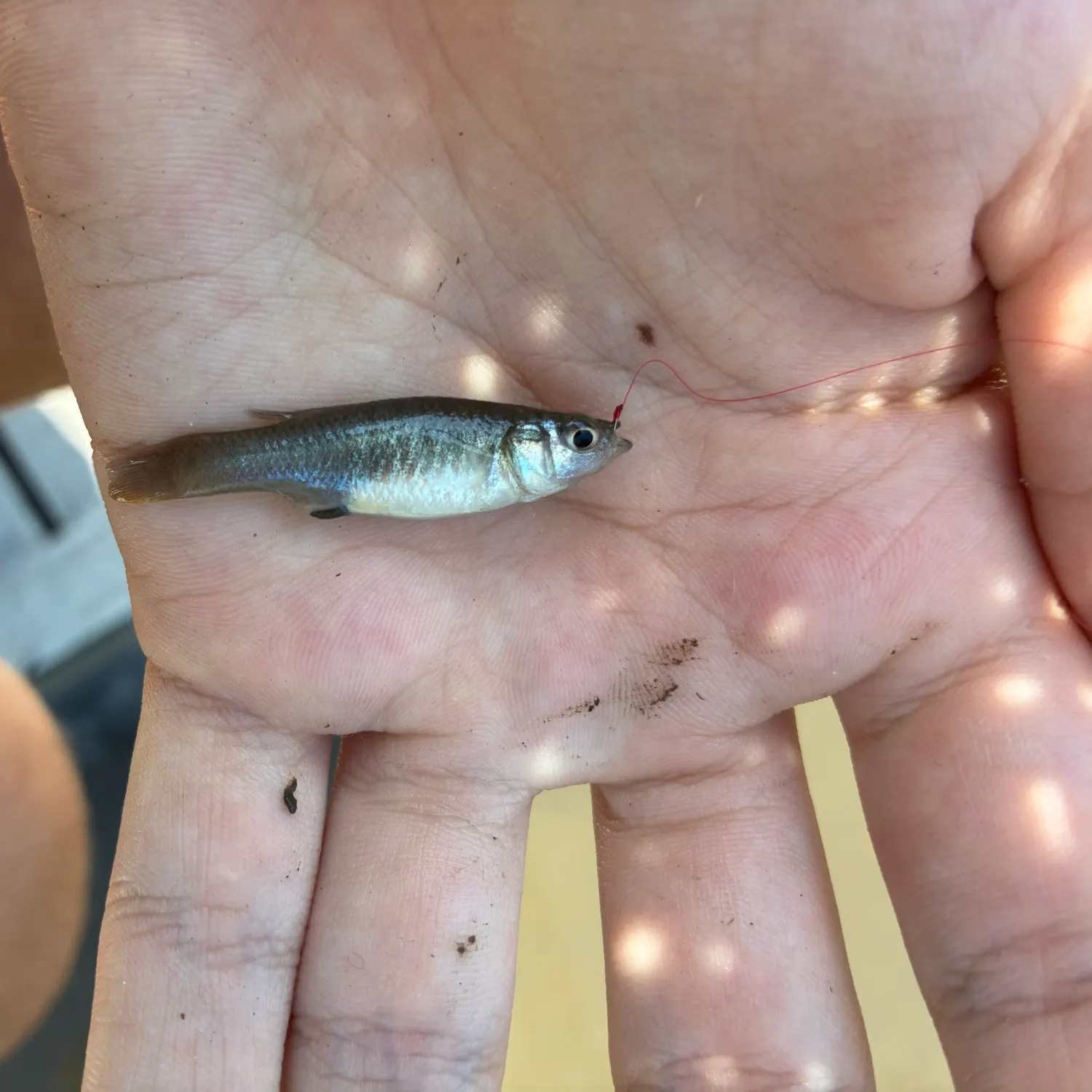 The most recent Gulf killifish catches on Fishbrain