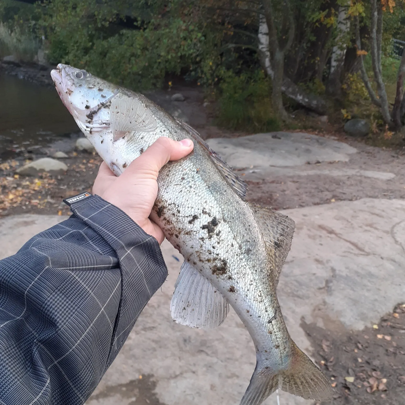 angler catch