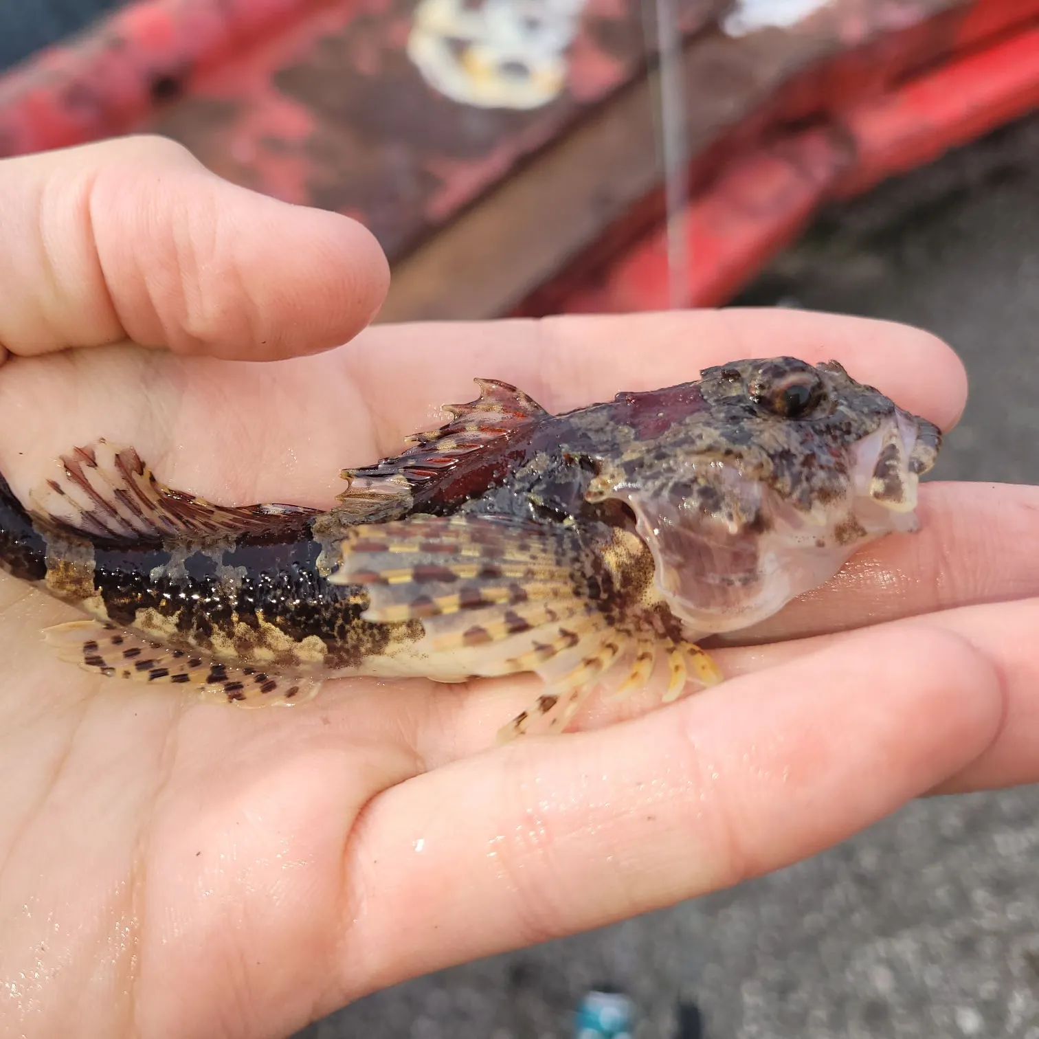 The most recent Grubby sculpin catches on Fishbrain
