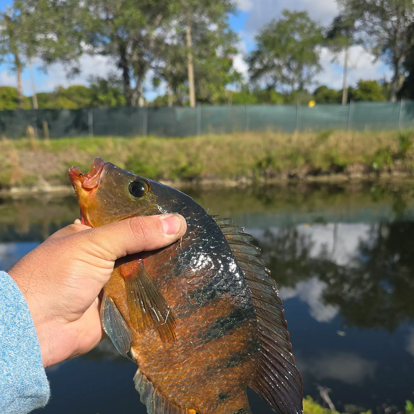 The most recent Mayan cichlid catches on Fishbrain