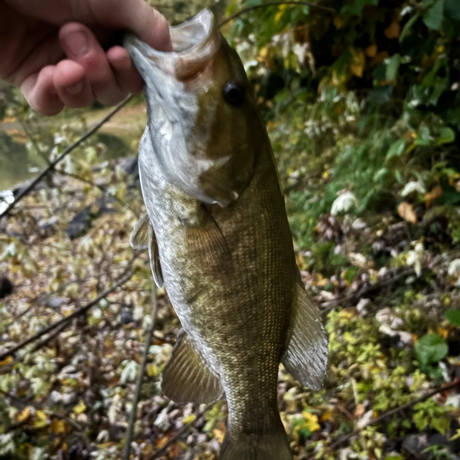 Smallmouth bass caught on Fishbrain