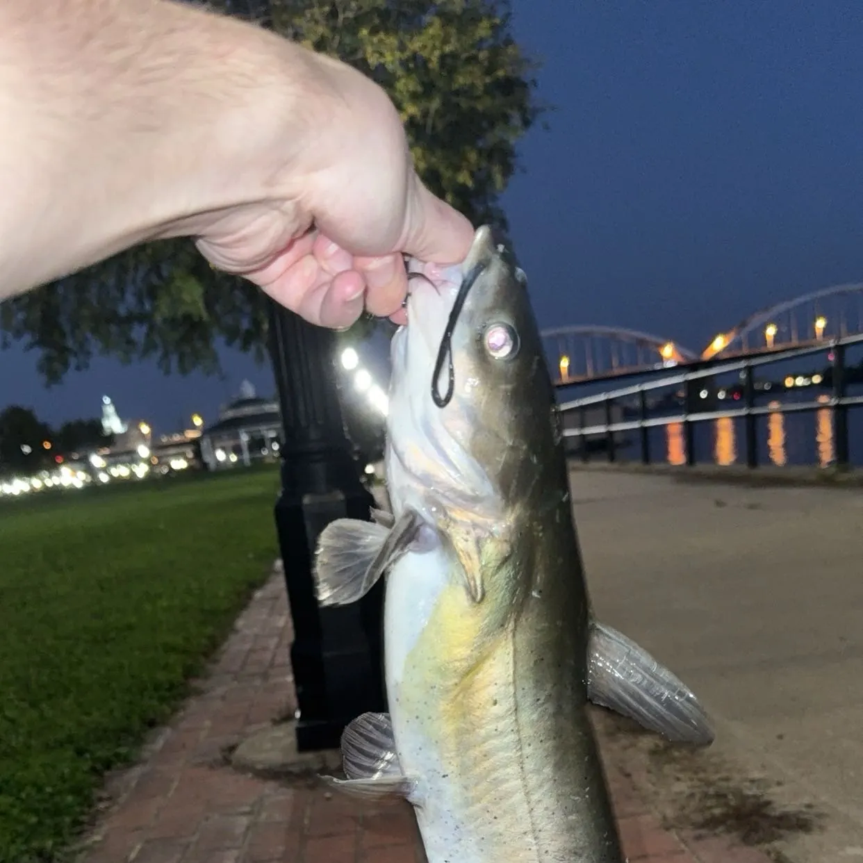catch