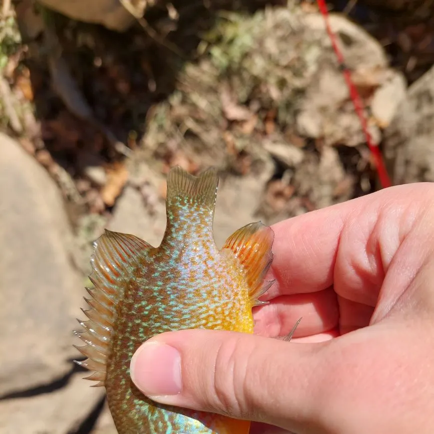 Longear sunfish caught on Fishbrain
