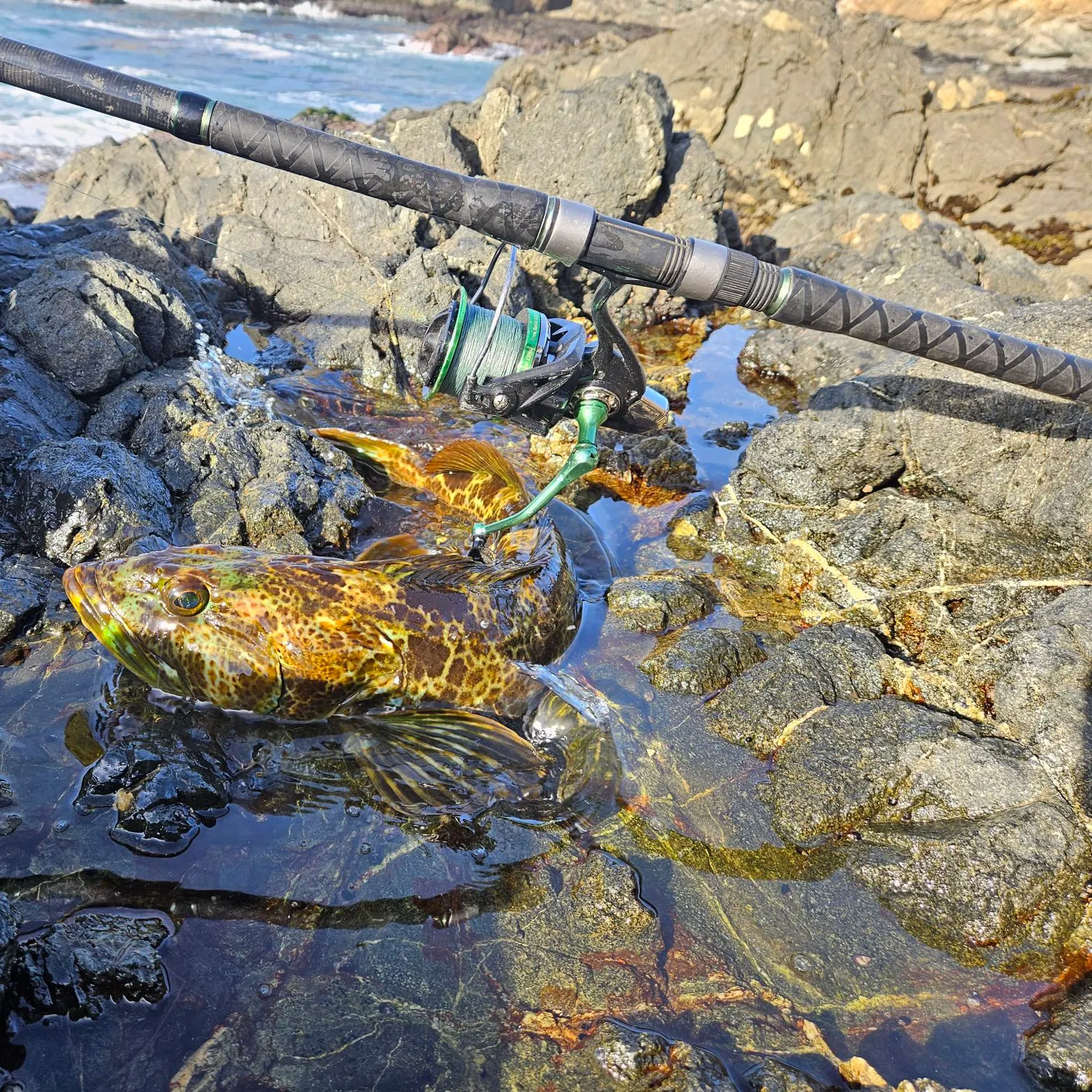 The most recent Lingcod catches on Fishbrain