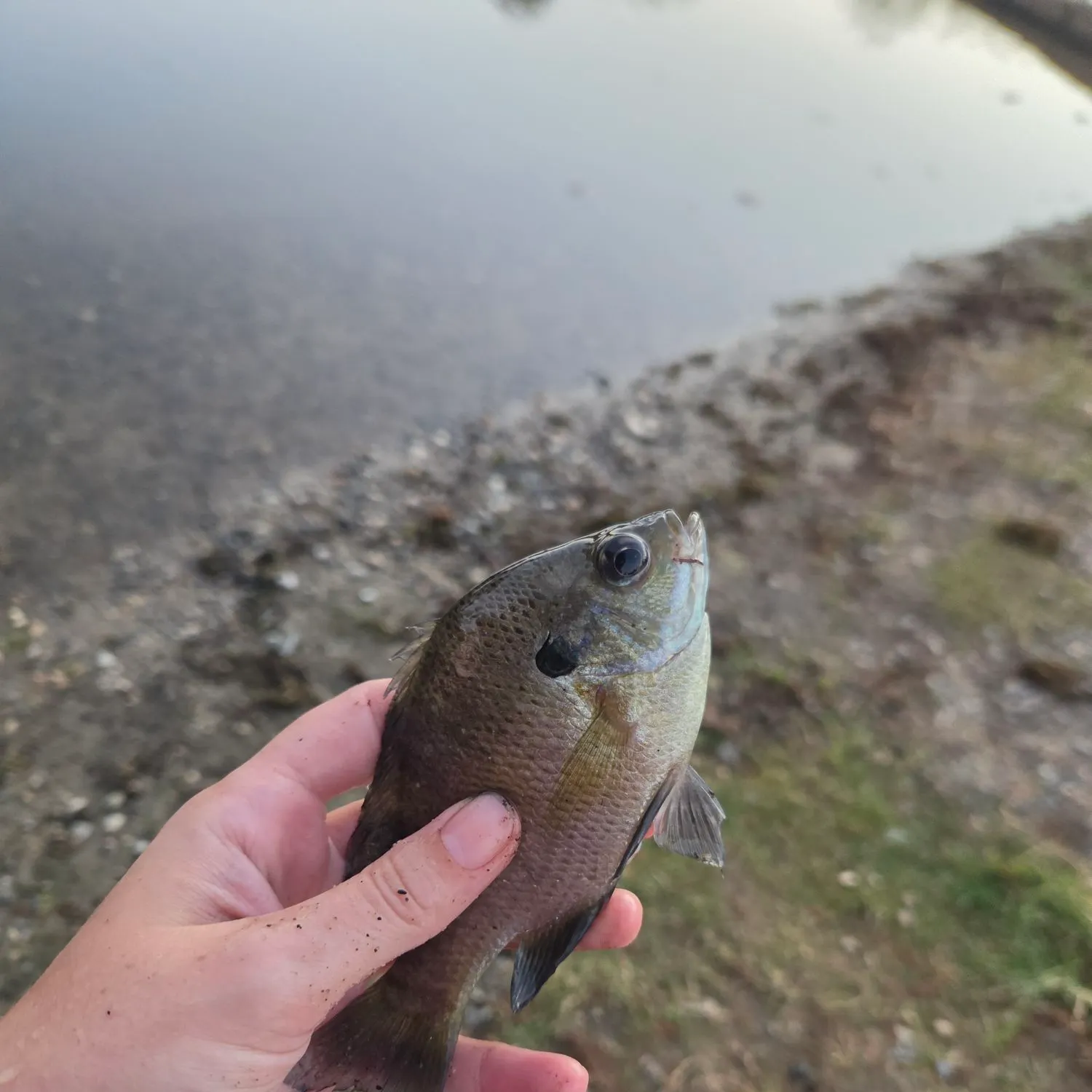 Bluegill caught on Fishbrain