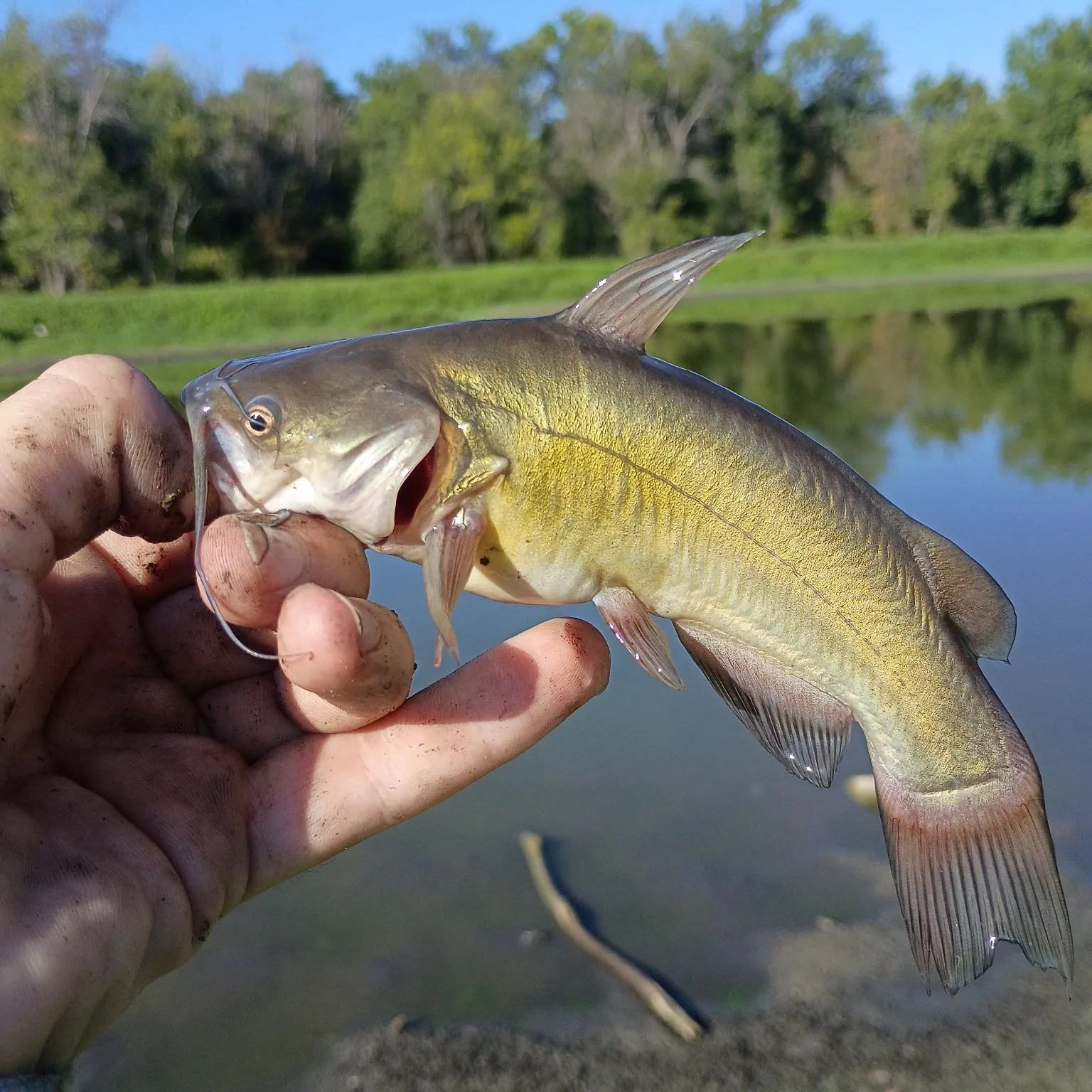 Black bullhead caught on Fishbrain