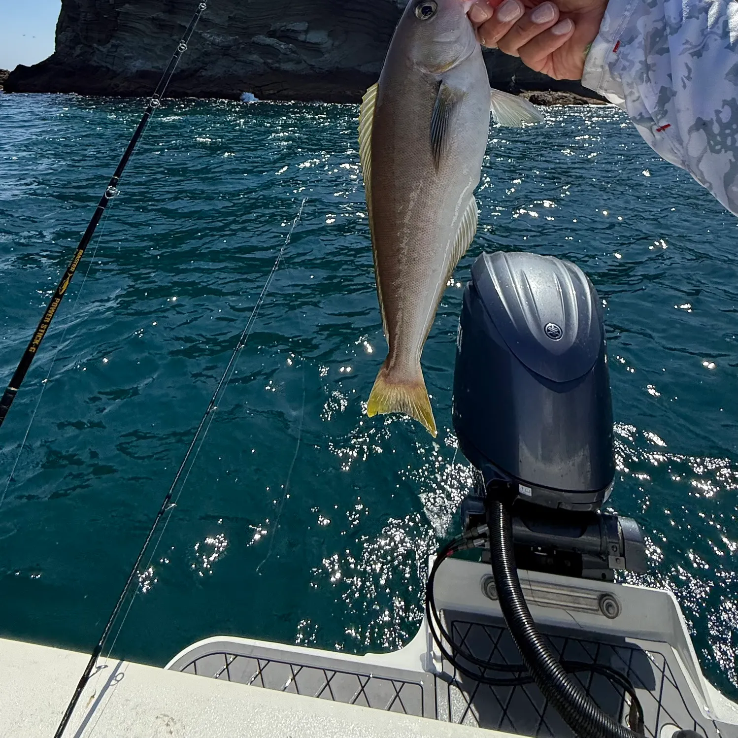 The most recent Ocean whitefish catches on Fishbrain