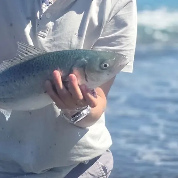 Eastern Australian salmon caught on Fishbrain