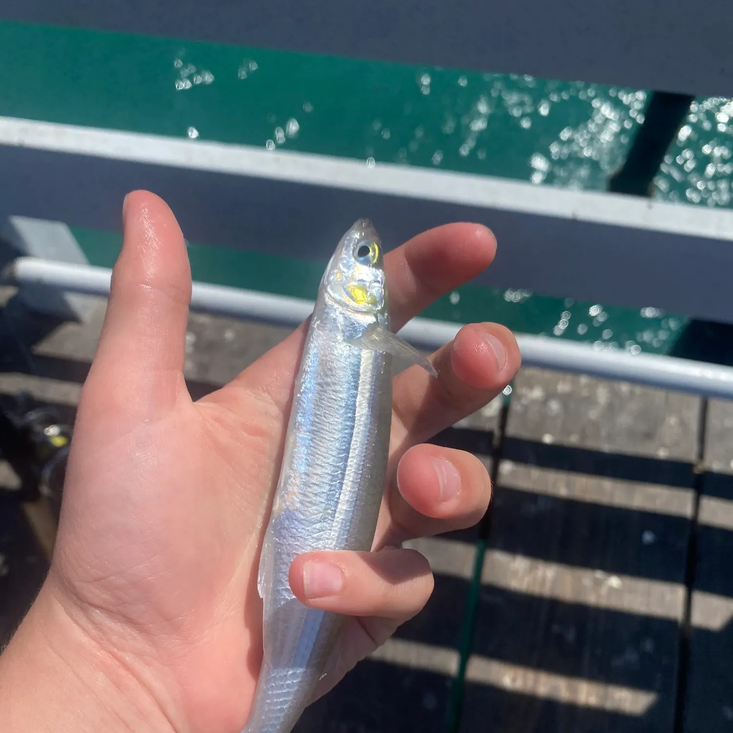 The most recent Surf smelt catches on Fishbrain