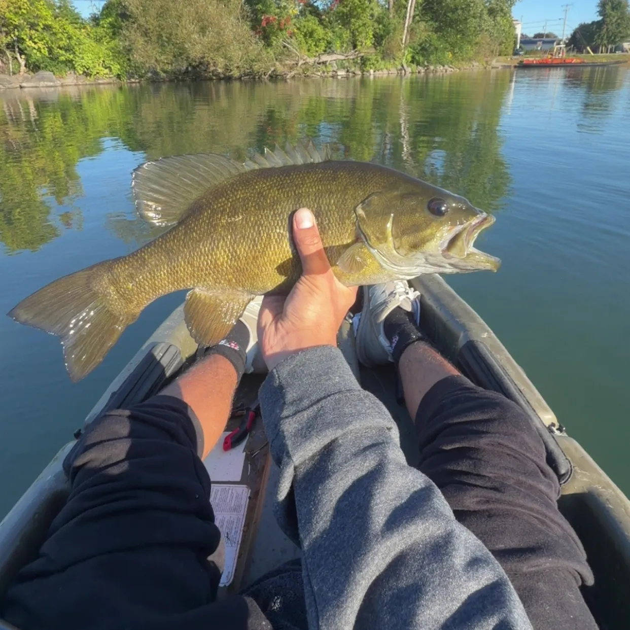 Smallmouth bass caught on Fishbrain