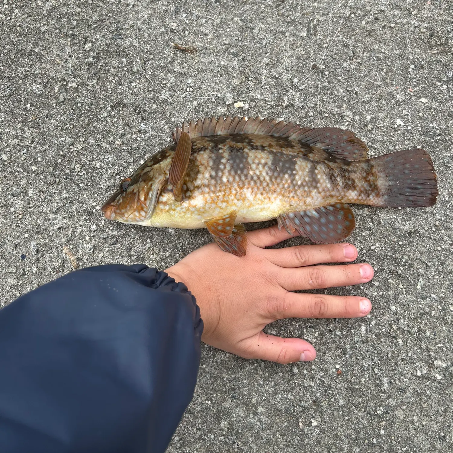 Ballan wrasse caught on Fishbrain