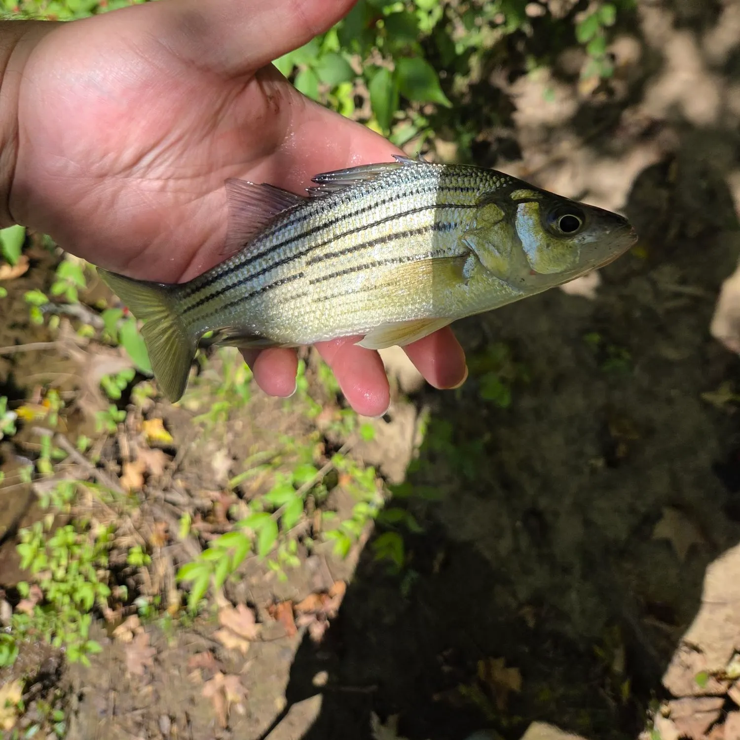 White bass caught on Fishbrain