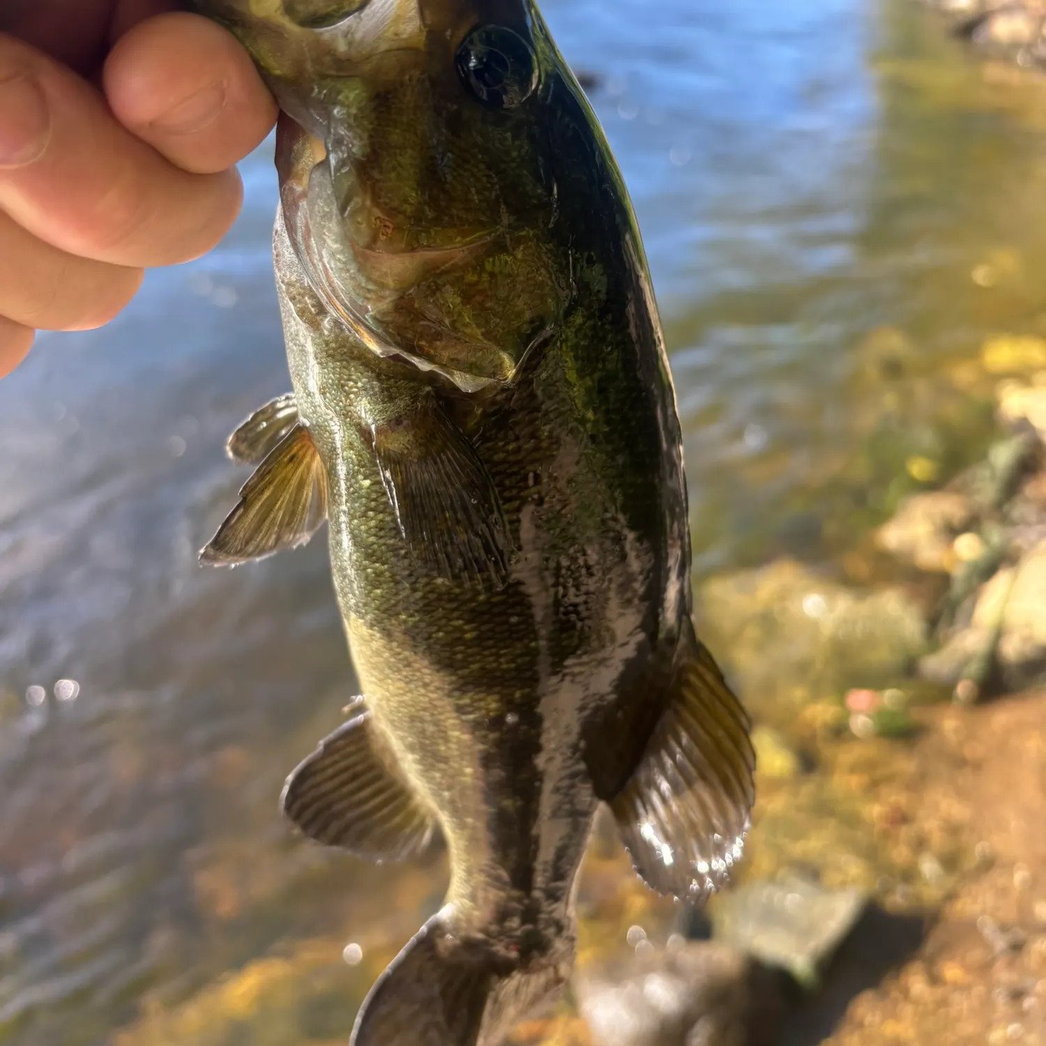 Smallmouth bass caught on Fishbrain