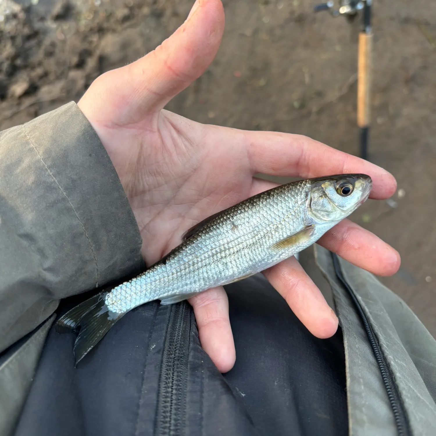 The most recent Common dace catches on Fishbrain
