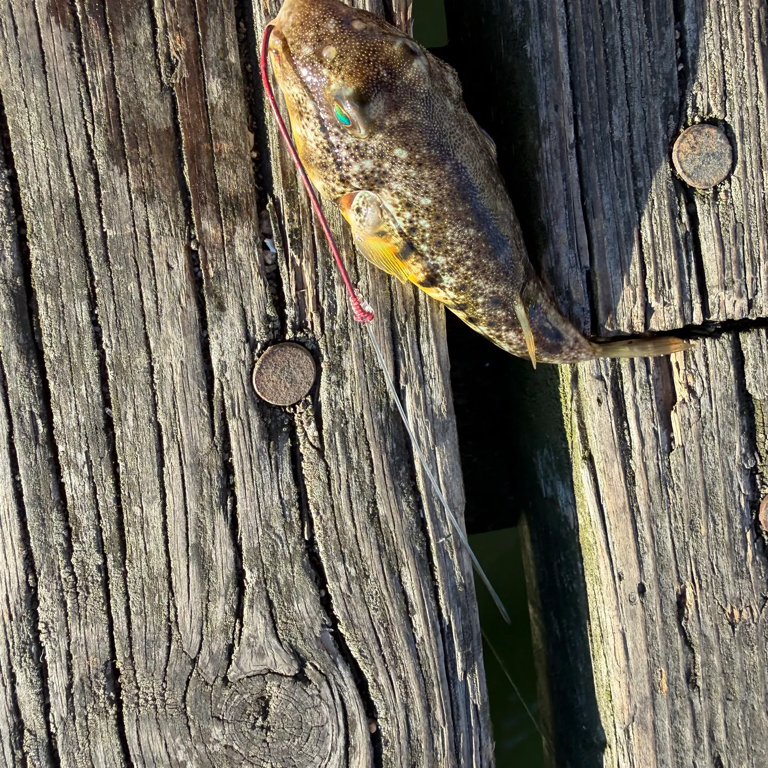 Northern puffer caught on Fishbrain