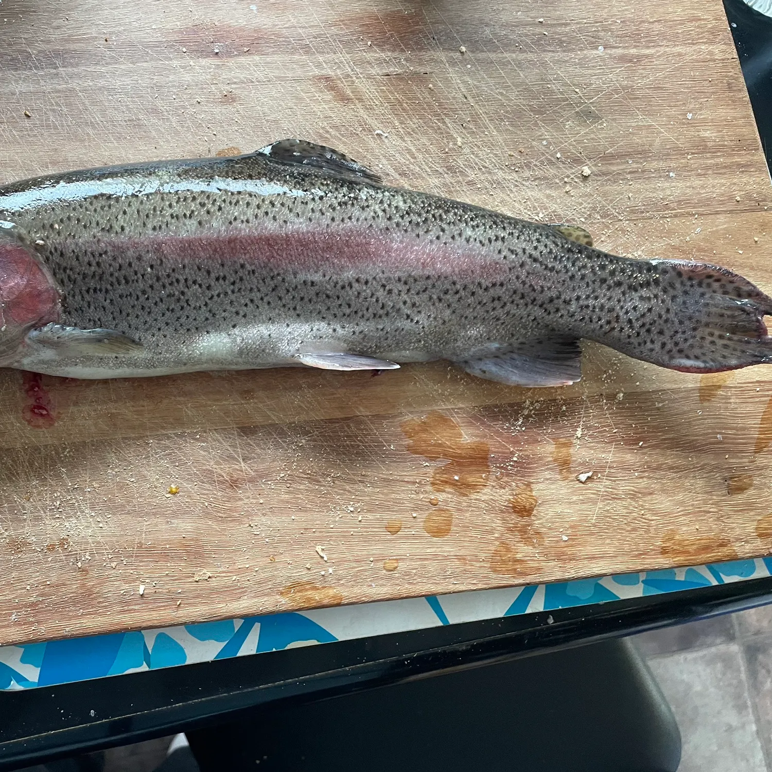 Rainbow trout caught on Fishbrain