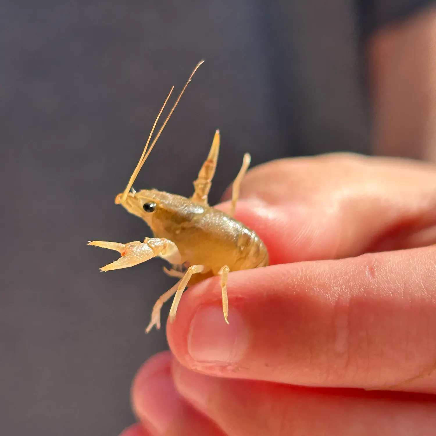Signal crayfish caught on Fishbrain