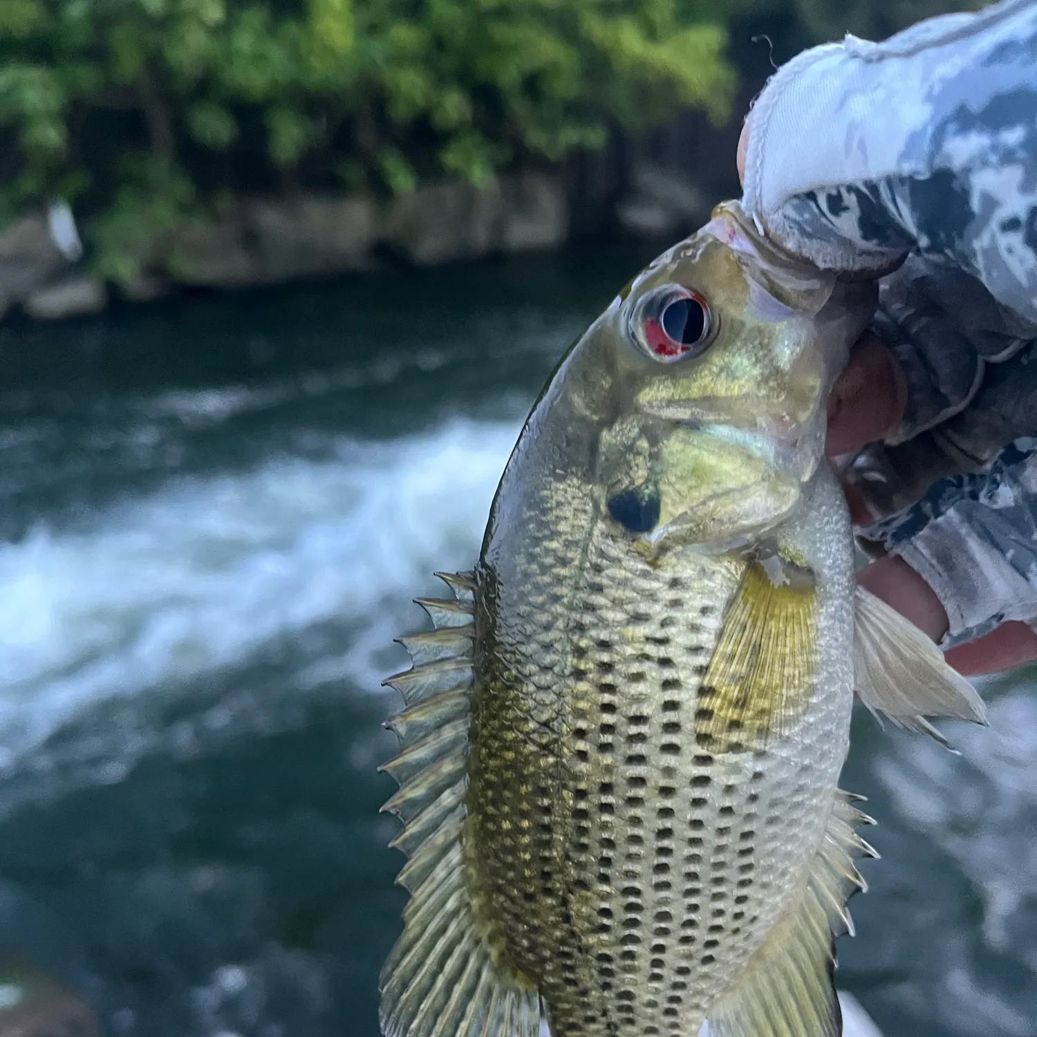 Rock bass caught on Fishbrain