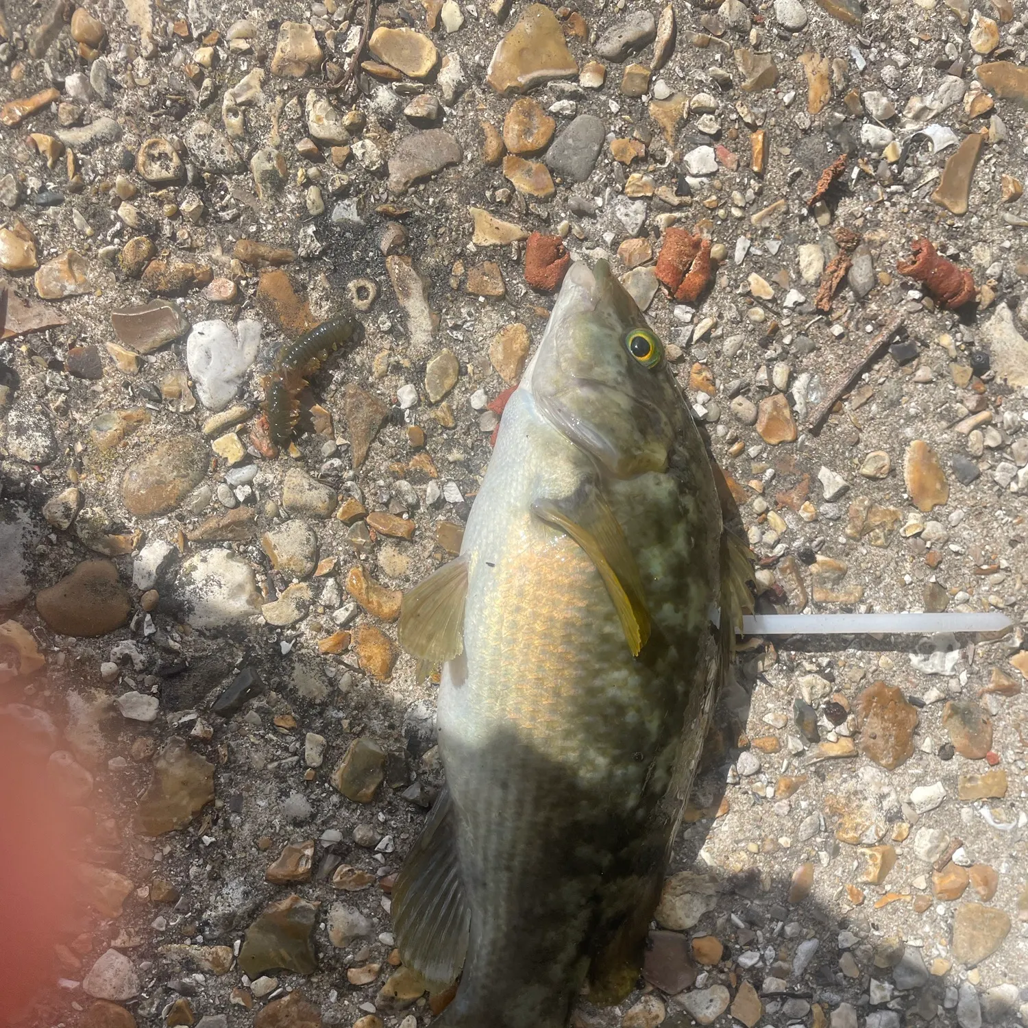Ballan wrasse caught on Fishbrain