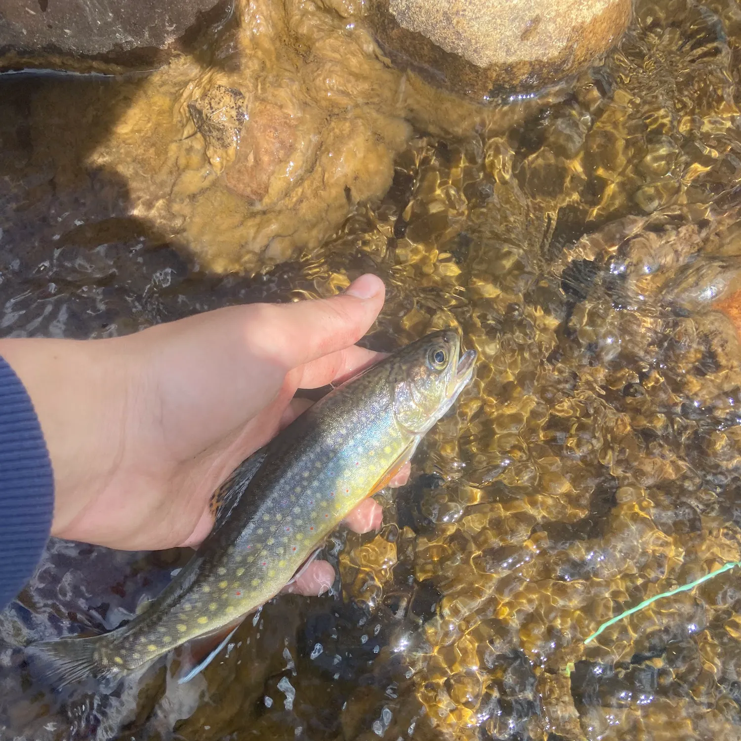 Brook trout caught on Fishbrain