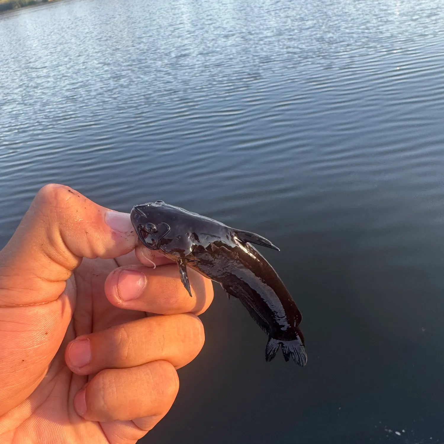 The most recent Black bullhead catches on Fishbrain