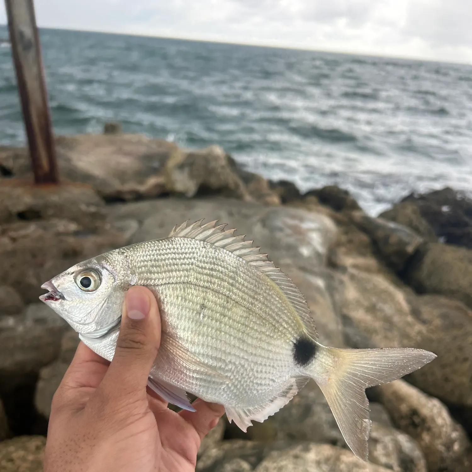 The most recent Spottail seabream catches on Fishbrain