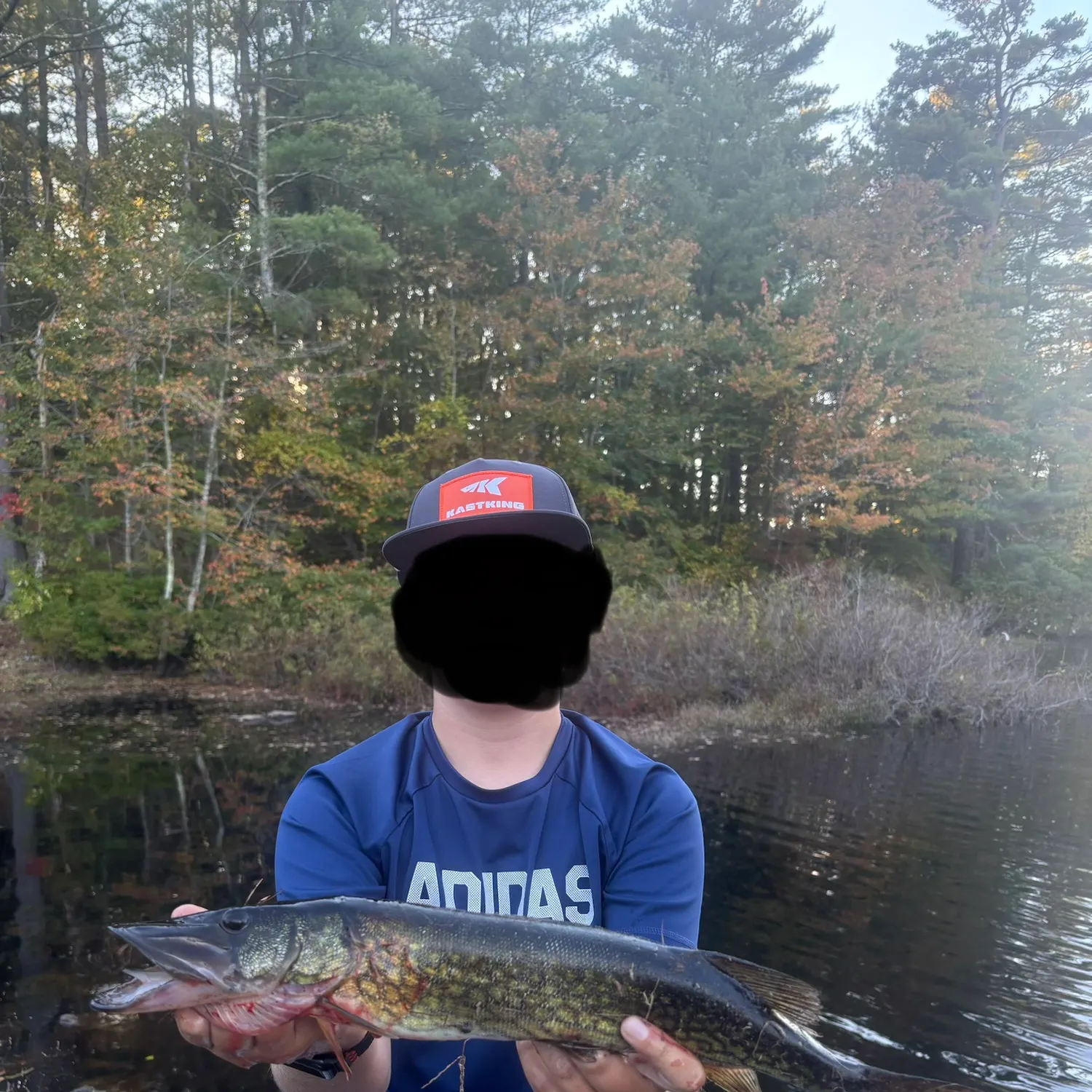Chain pickerel caught on Fishbrain