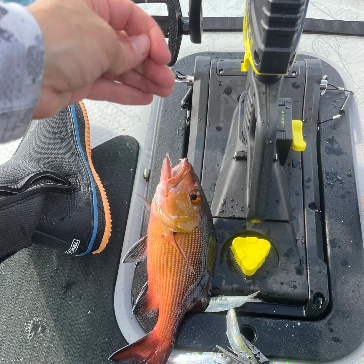 The most recent Two-spot red snapper catches on Fishbrain