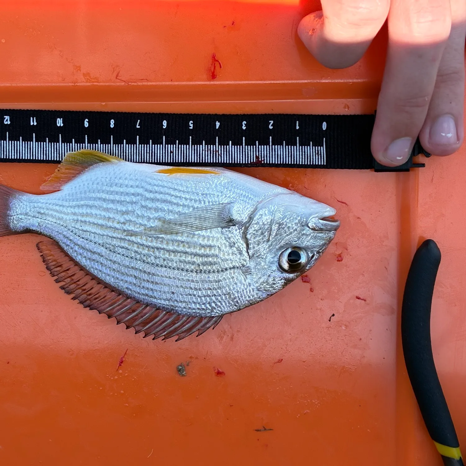 The most recent Goldlined seabream catches on Fishbrain