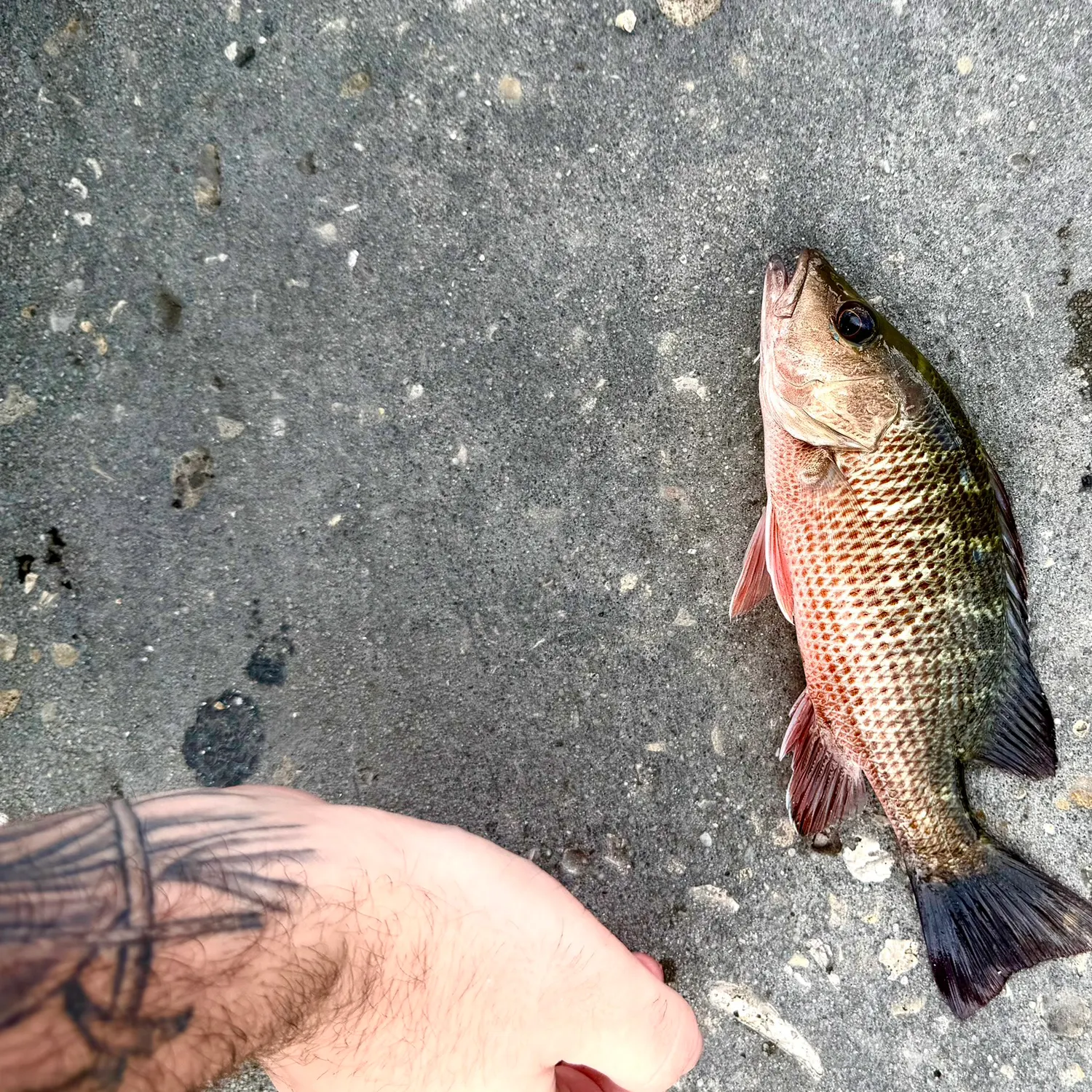 catch