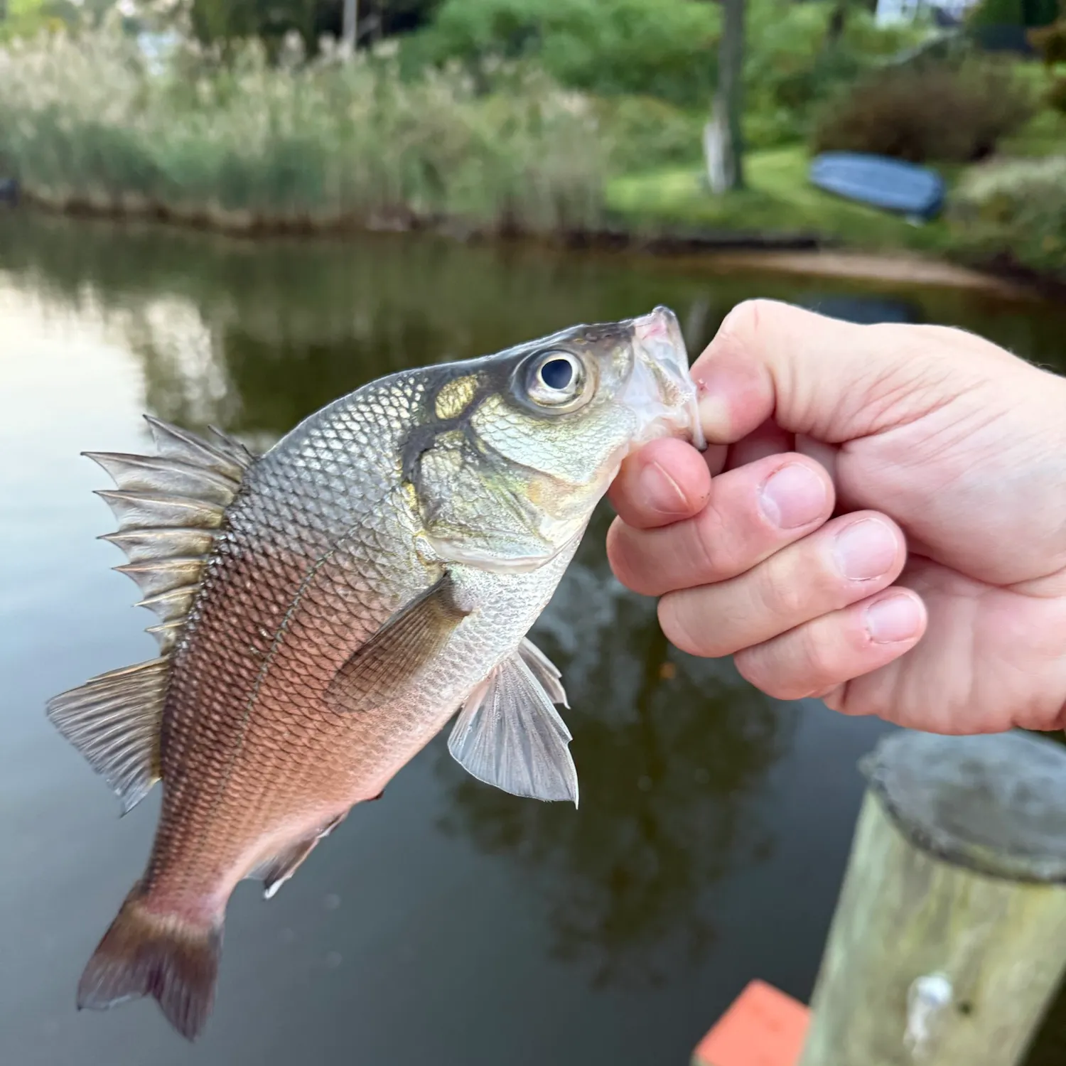 White perch caught on Fishbrain