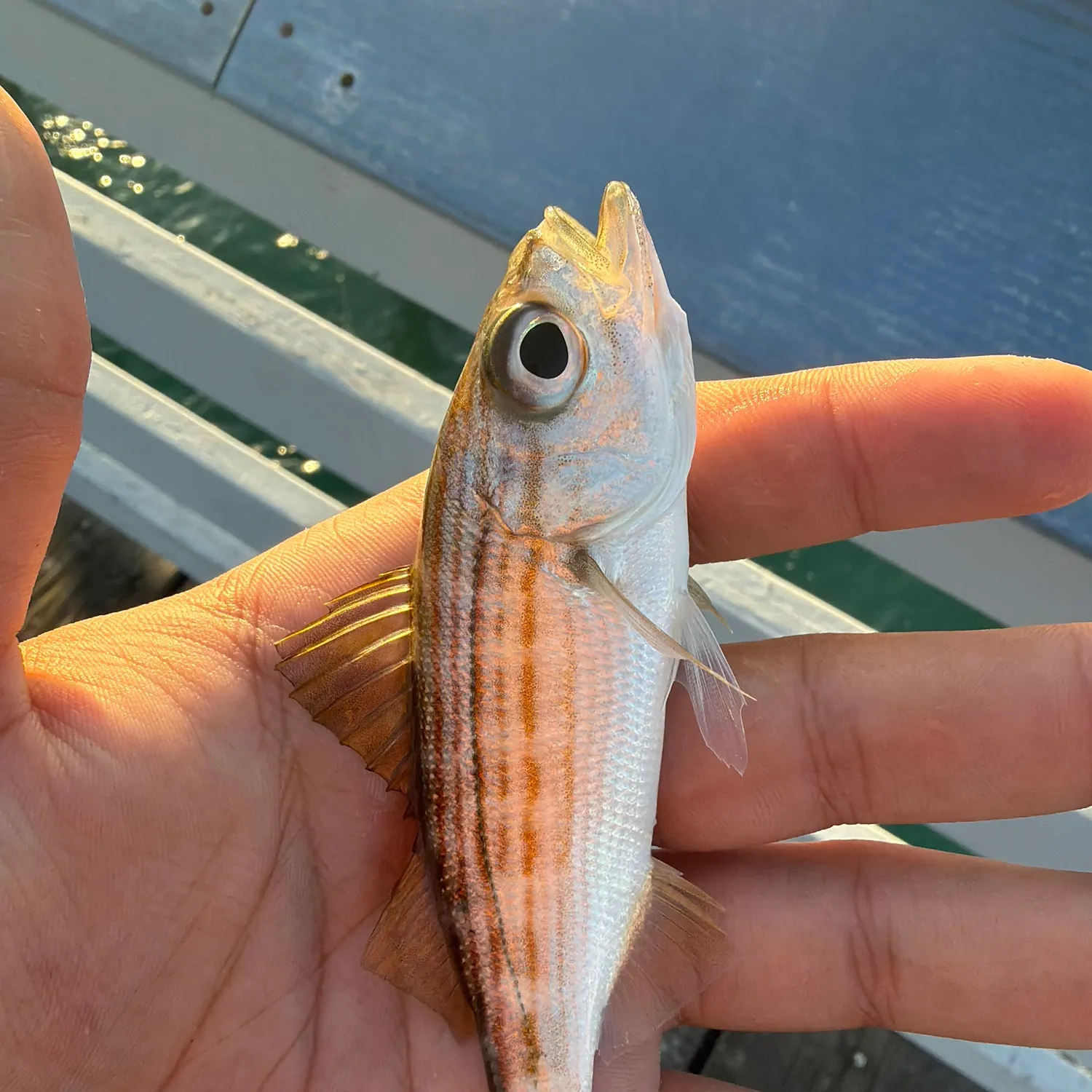 Californian salema caught on Fishbrain
