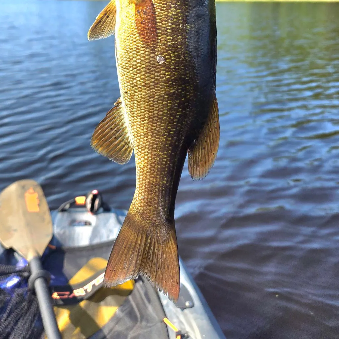Smallmouth bass caught on Fishbrain