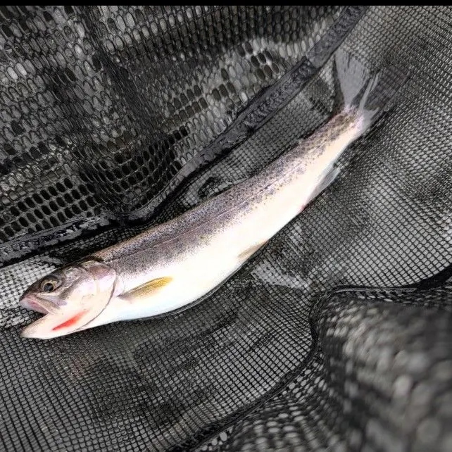 Coastal cutthroat trout caught on Fishbrain