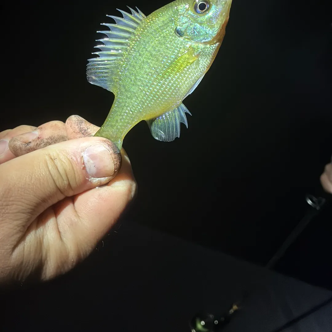 White perch caught on Fishbrain