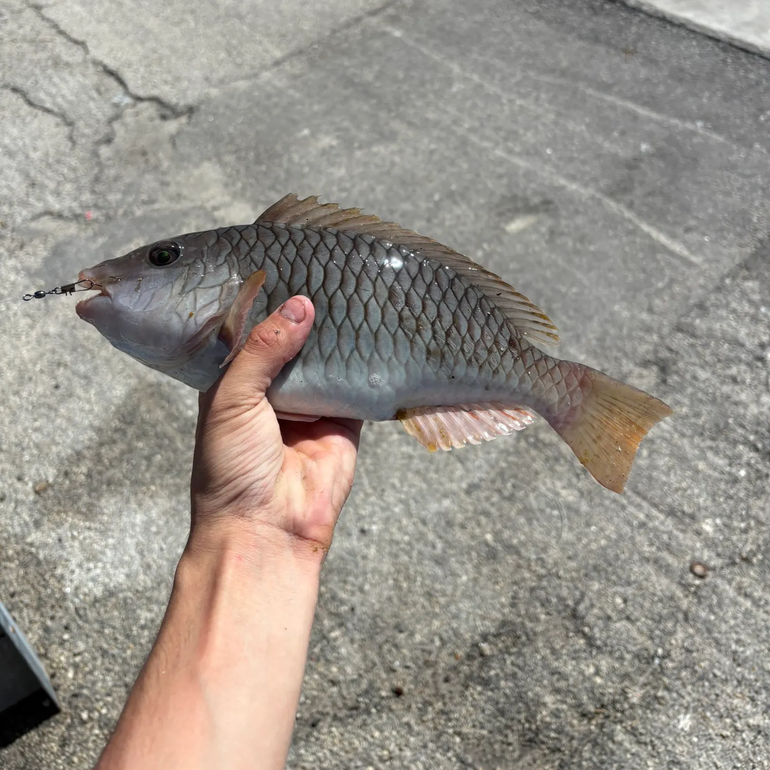The most recent Yellow-tail parrotfish catches on Fishbrain