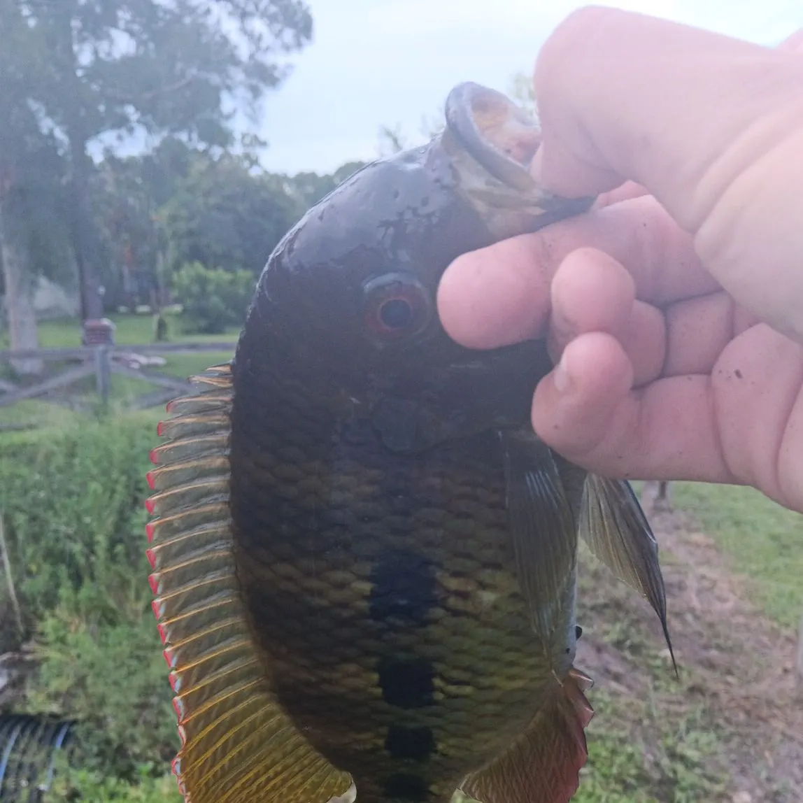 The most recent Spotted tilapia catches on Fishbrain