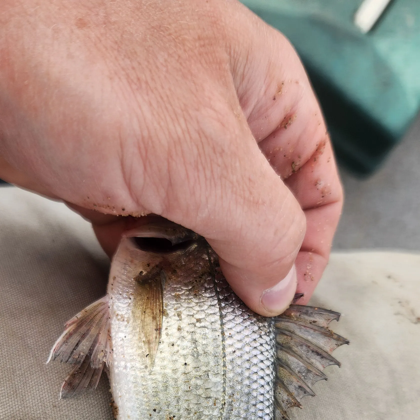 The most recent White perch catches on Fishbrain