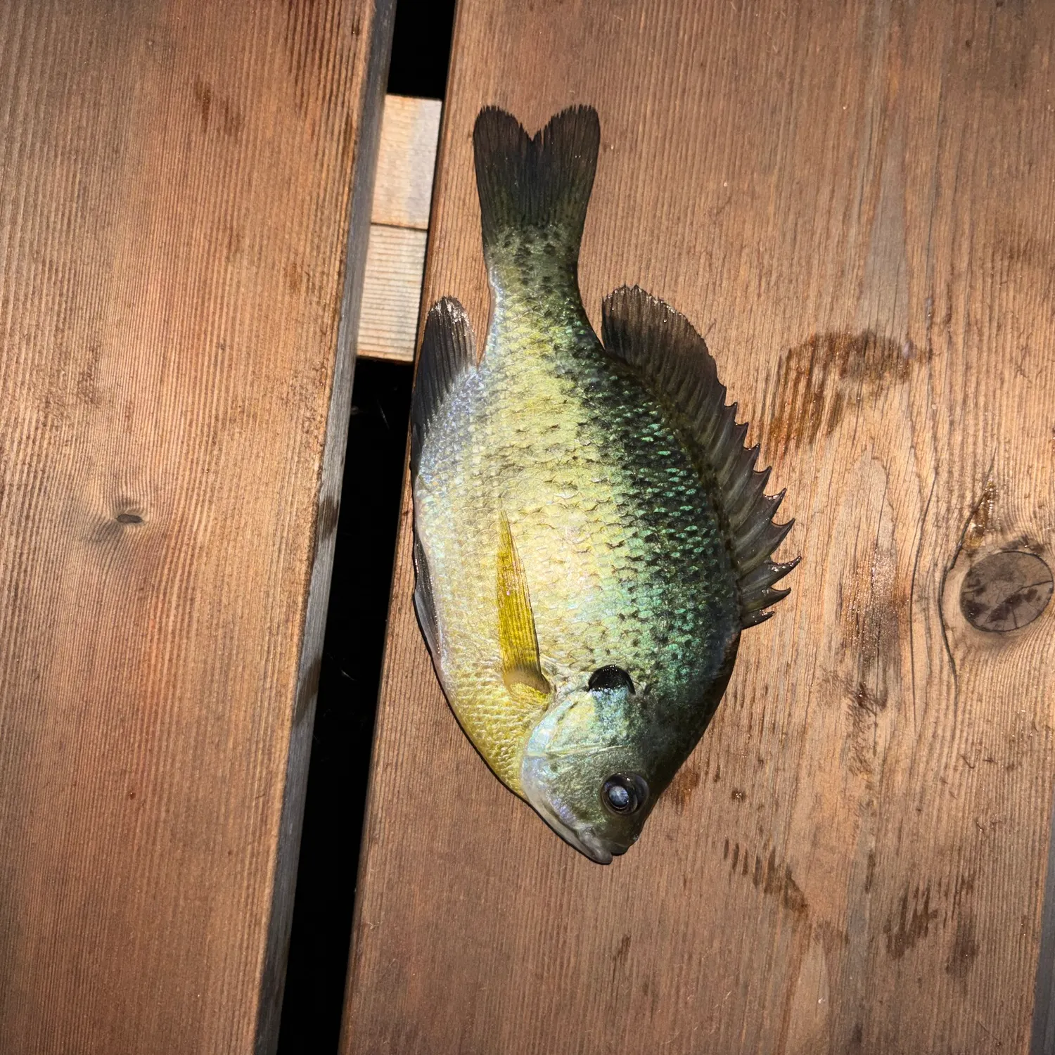 Bluegill caught on Fishbrain
